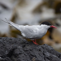 Antarctic Tern